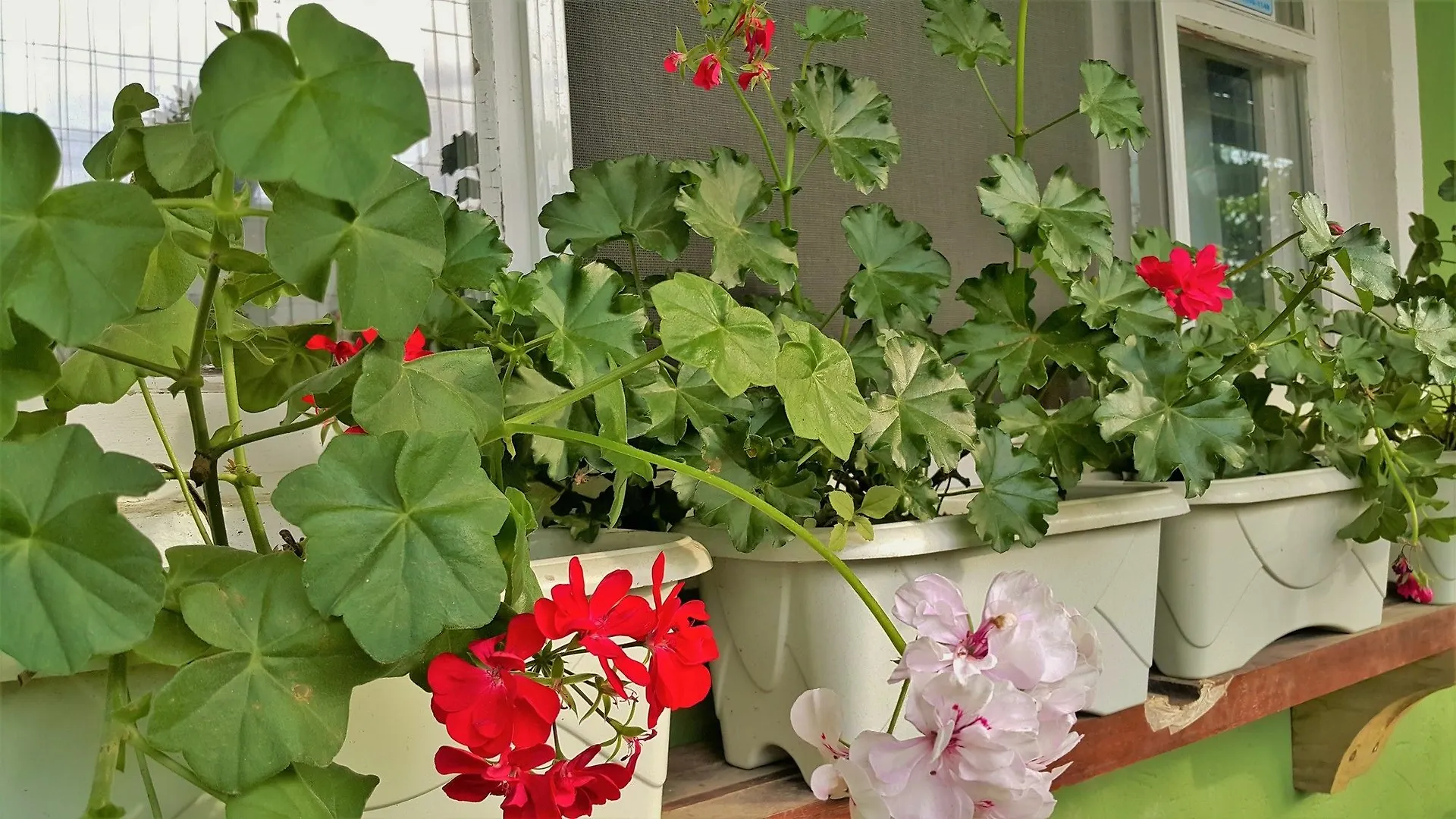 Pousada Flores De Bombinhas 2*,